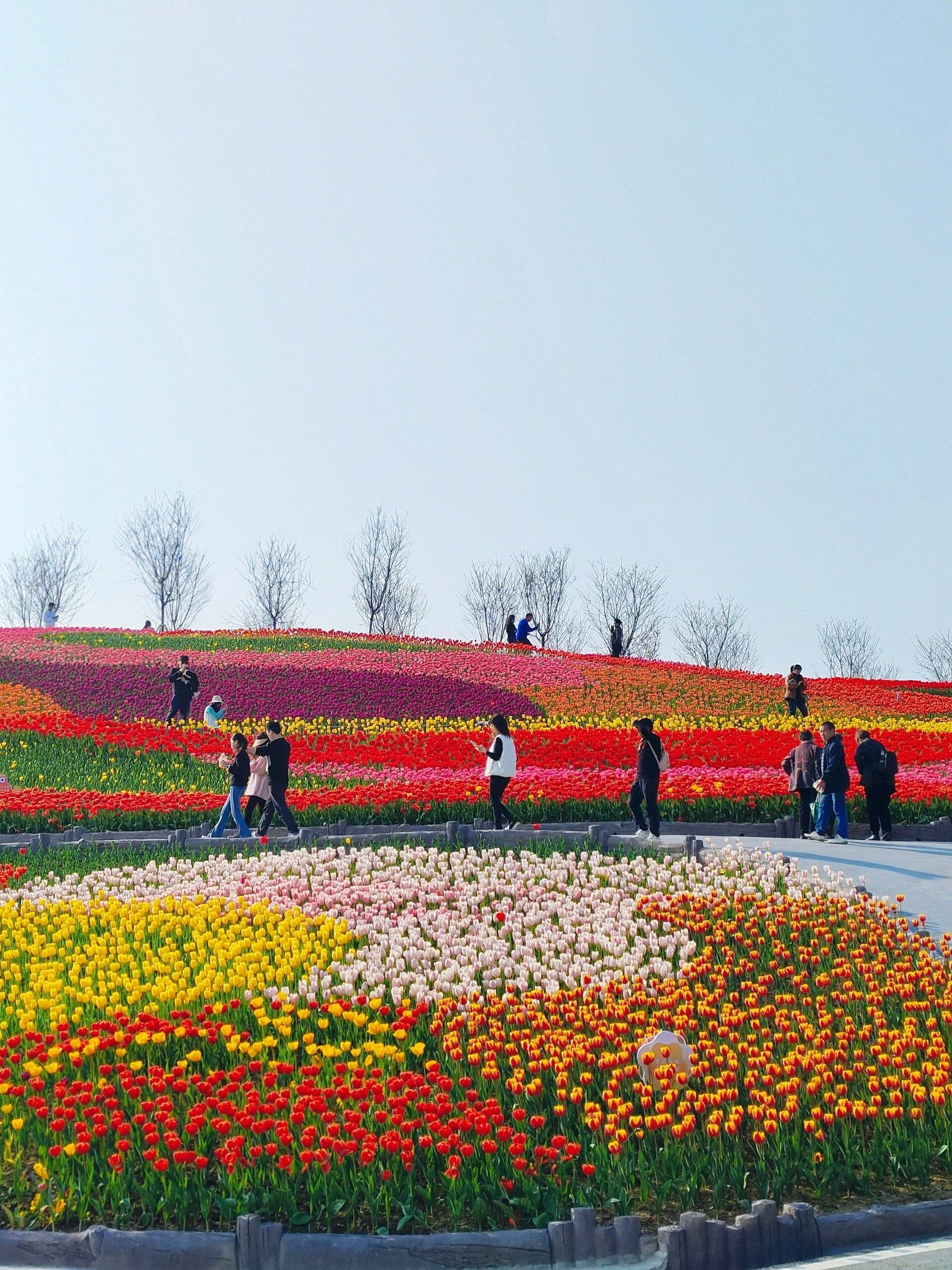 彩色郁金香花海