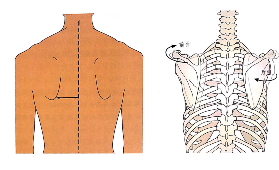肩胛骨缝位置图片