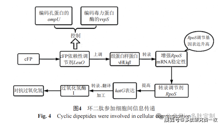 二肽形成过程示意图图片