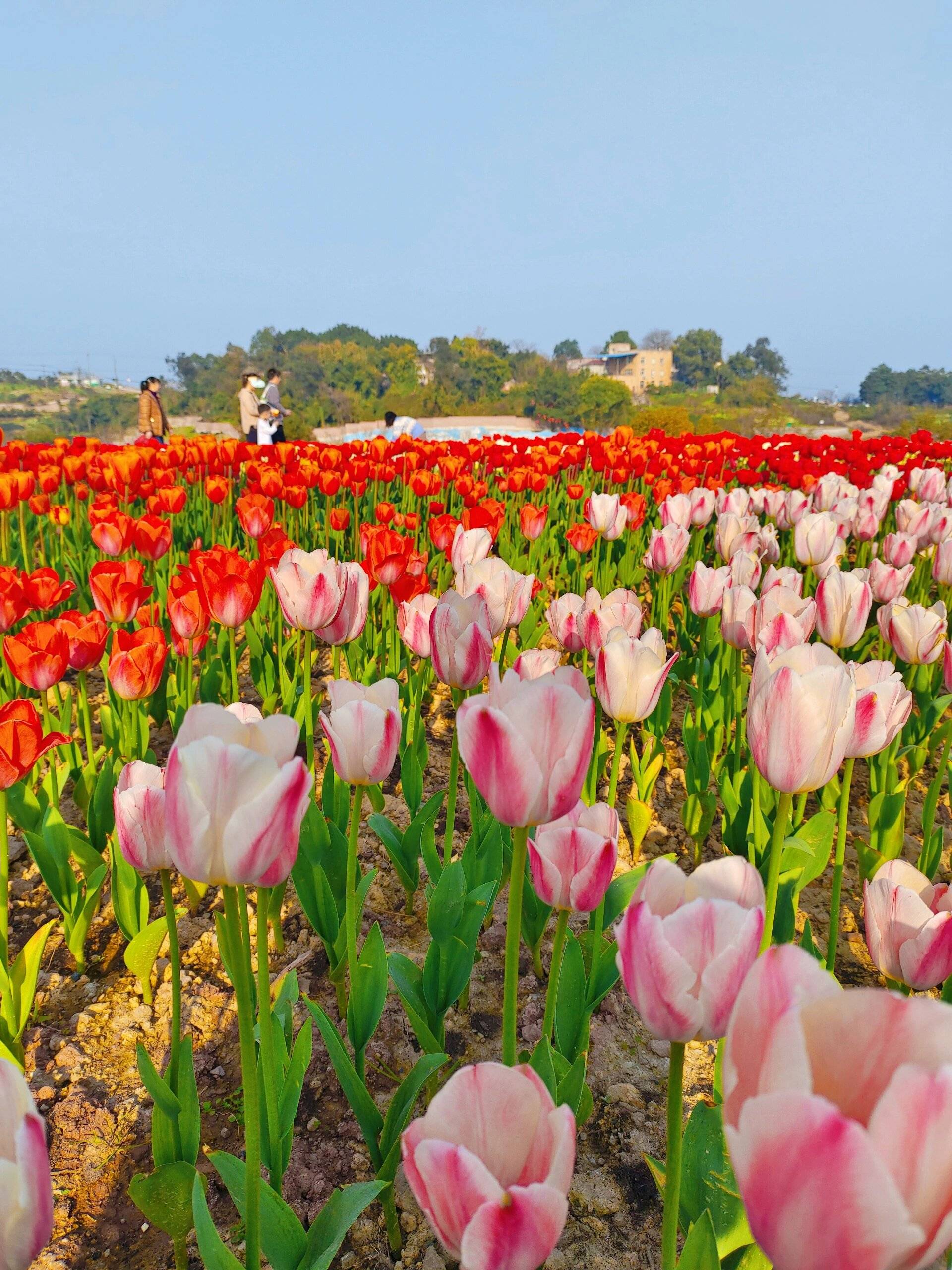 彩色郁金香花海