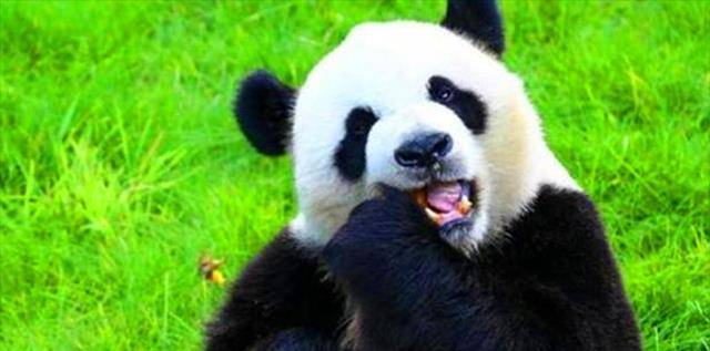 当年怒杀大熊猫的第一人,得70斤熊猫肉,后卖给野味商人下场如何