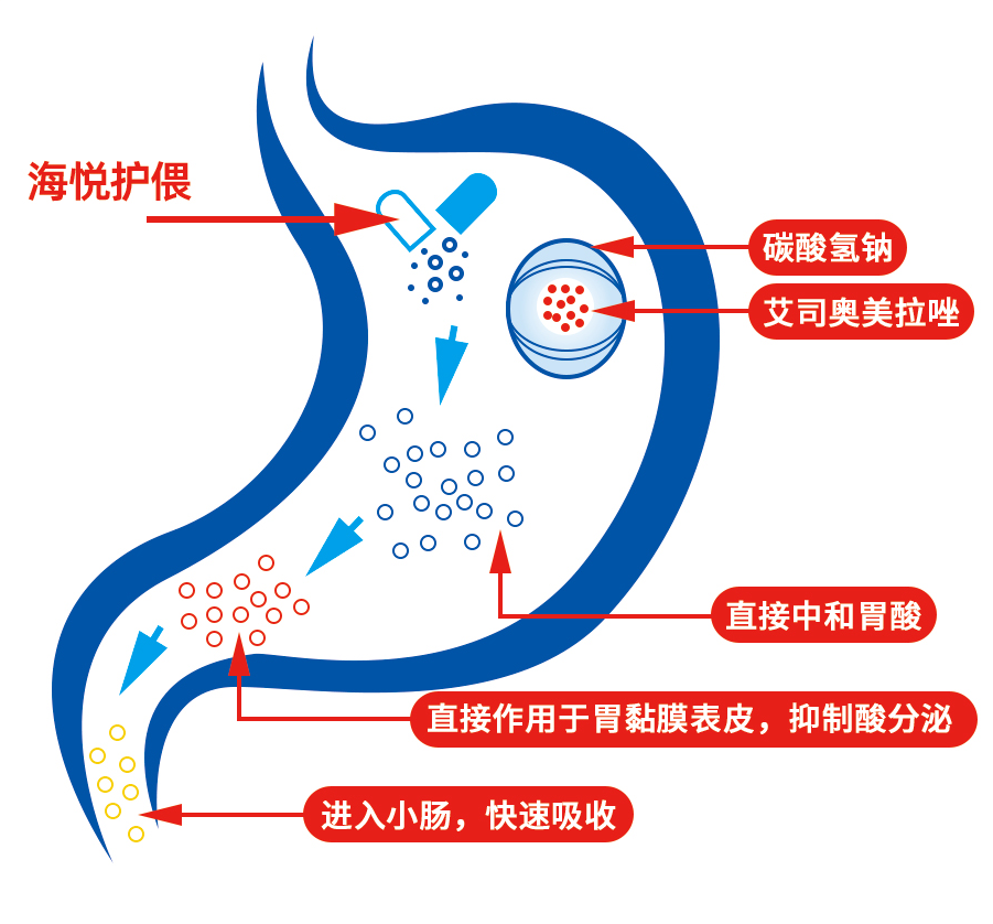 胃质子泵图片