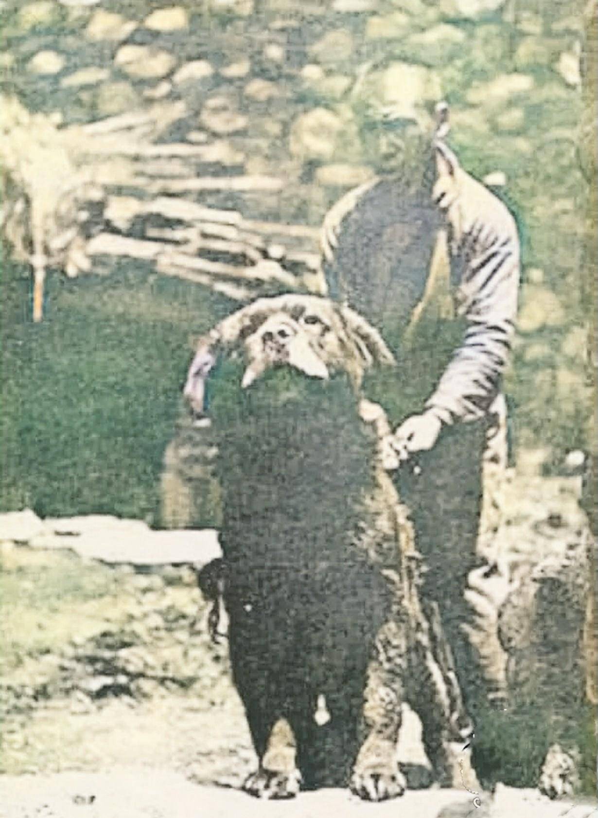 老照片:希特勒与列宁下棋,美军教国军打橄榄球,梦露玩