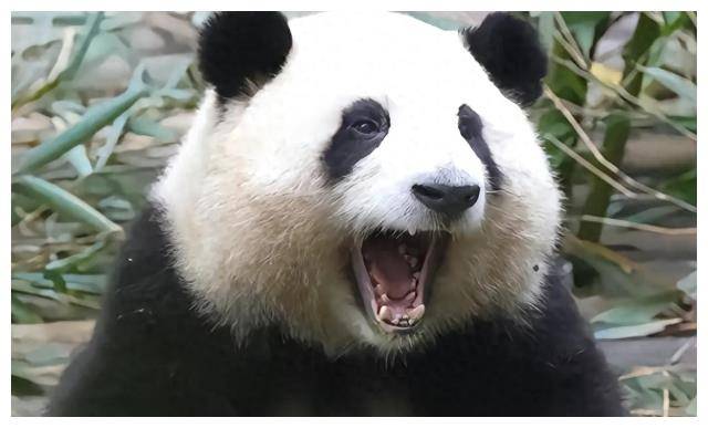 质疑_熊猫_动物
