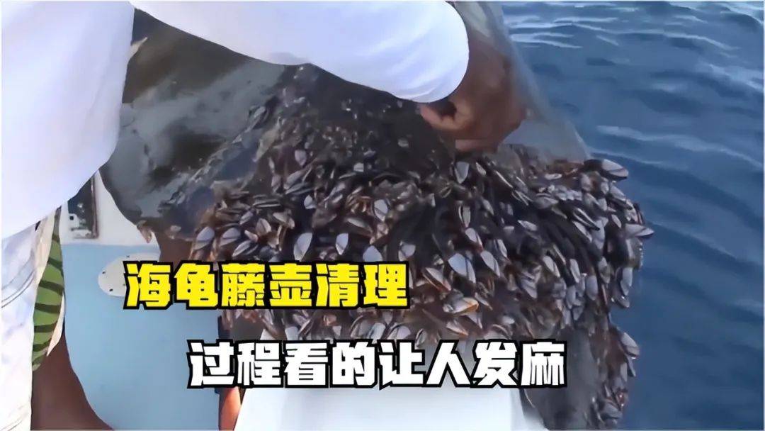 海龟悲求人类清除藤壶,藤壶恐怖程度超乎想象!_威胁_生物_珊瑚