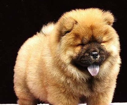 刚到家里的松狮幼犬不知道怎么养?