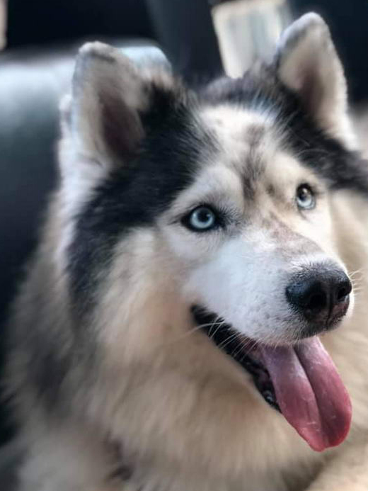 哈士奇绝育后胖成球,主人上网求助,发现多个同款"胖哈"_狗狗_体重_我