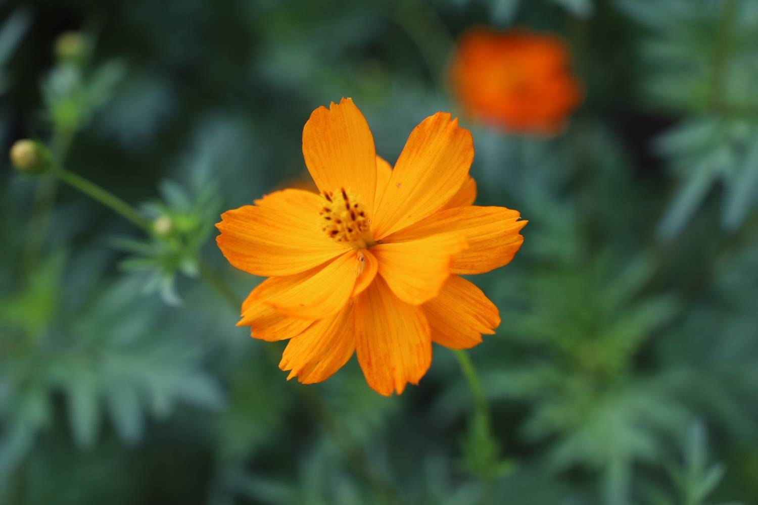 绮丽四季 苏州吴中金庭环岛赏花_地址_林屋_梅海