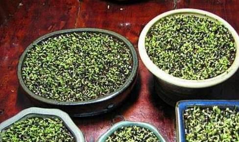 原创花盆里撒种子40天长成果树到收获期1次采摘20斤