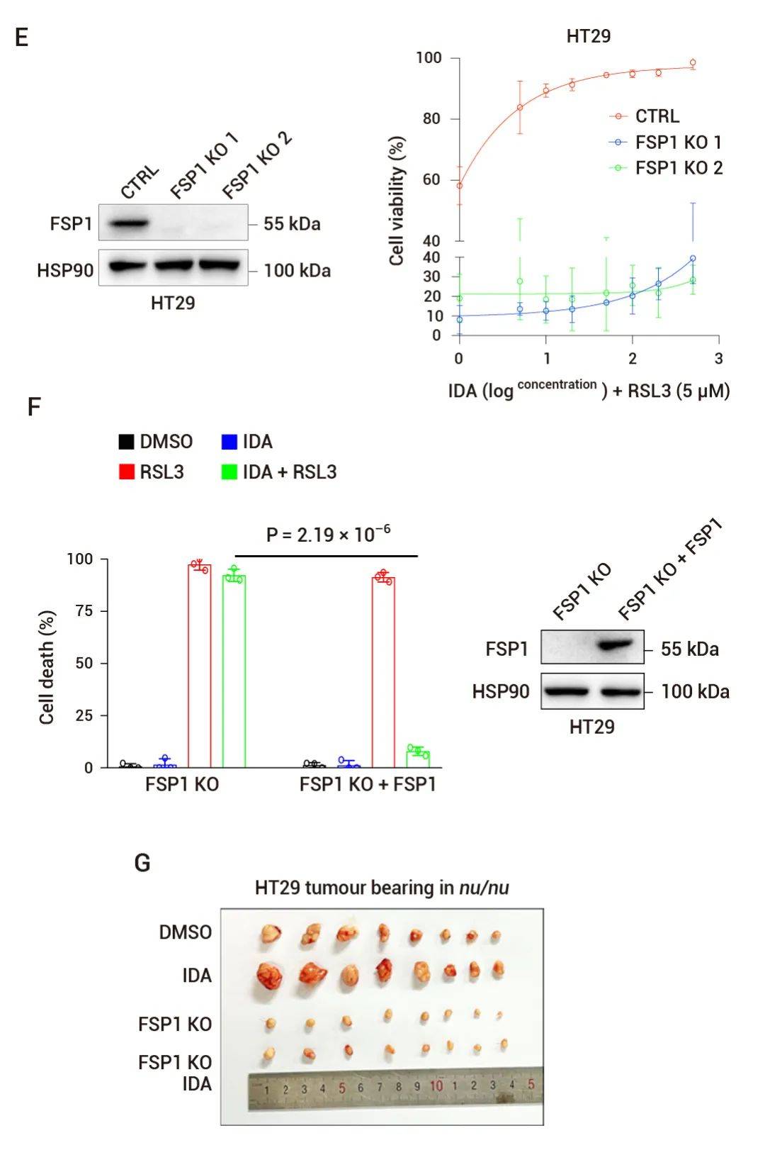 抑制,研究人员使用 ahr 拮抗剂 bay-218 和 stemre-genin 1  (sr1)