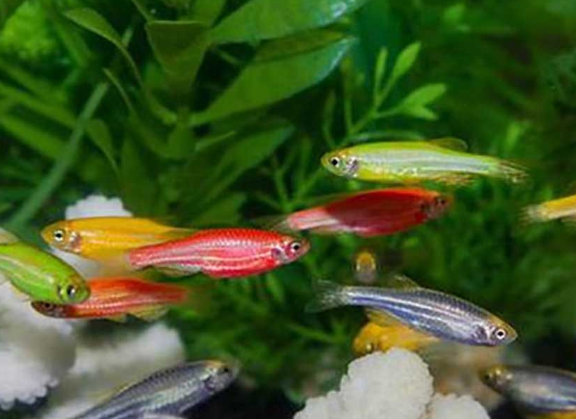 盛产热带鱼的南美洲,到底有多少种类?你都了解吗?_亚马孙_流域_铅笔