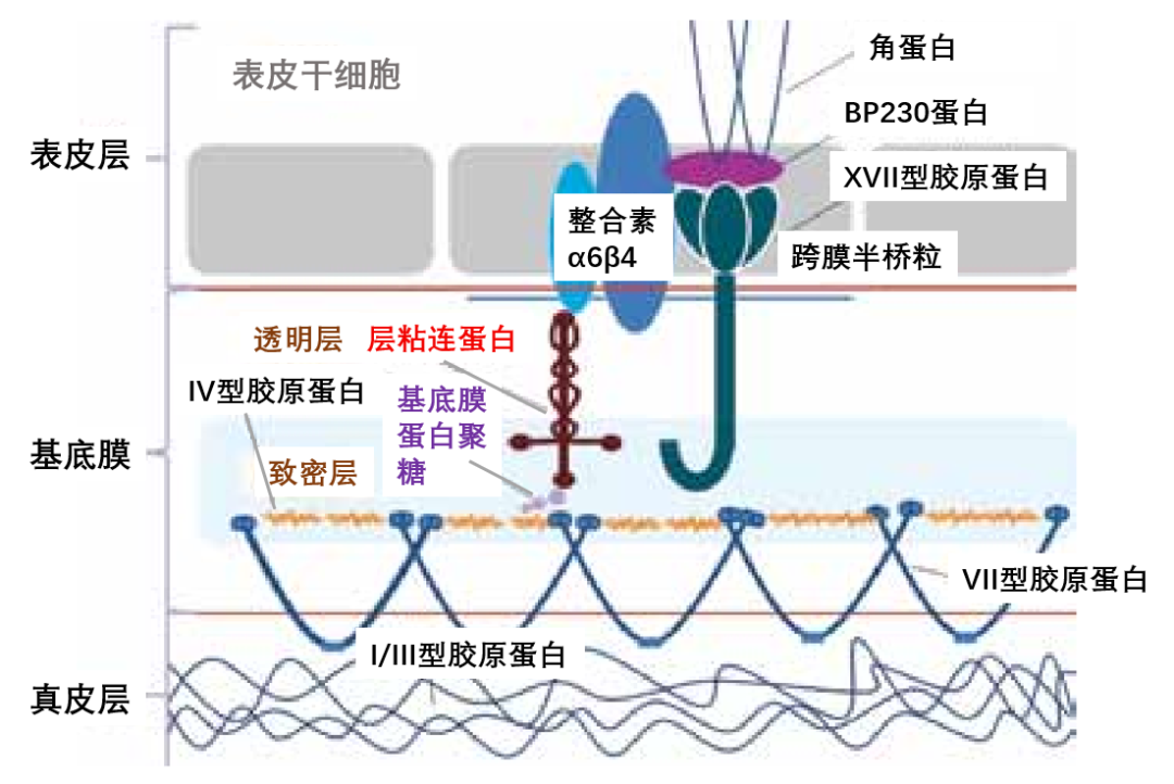 也能够传递信号,促使真皮中的胶原蛋白产生;夸张地说基底膜是肌肤抗皱