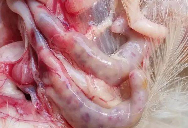 唐牧瑞禽医刘帆谈春季家禽驱虫正当时_临床_绦虫_饮水