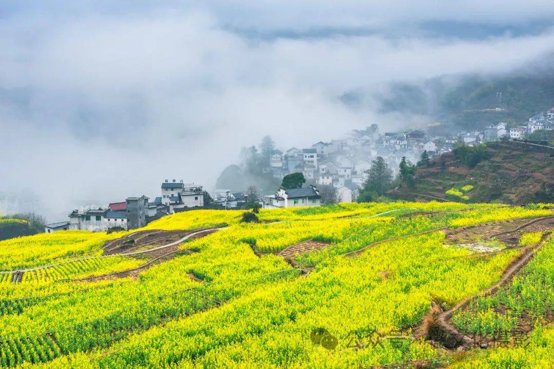 歙县新安江山水画廊,大洲源/婺源江岭梯田等2024年徽