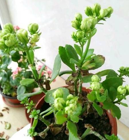 长寿花家家都有!但总喜欢"掉叶子",这是为什么?该怎么救?