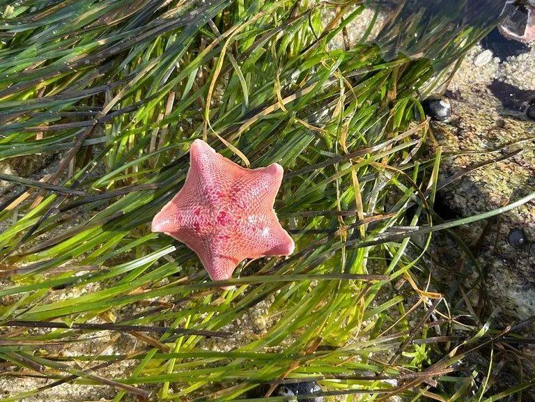海洋科普 | 海星的头到底在哪里?答案有了!_动物_基因_研究人员