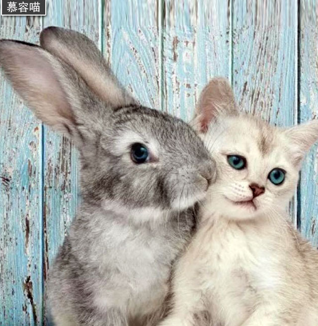 原创可爱兔星人兔子能够听懂人的语言和明白指令吗