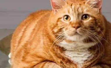 以为橘猫胖是毛太多,直到剃了毛才知真相,喵:六块腹肌没看到吗_猫咪