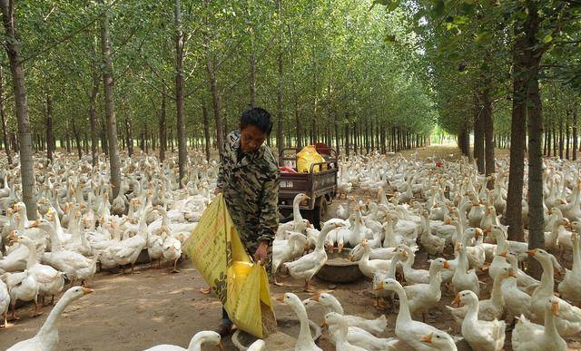 全身是宝的鹅,为何在农村很少人养?市场上也难觅?啥原因?