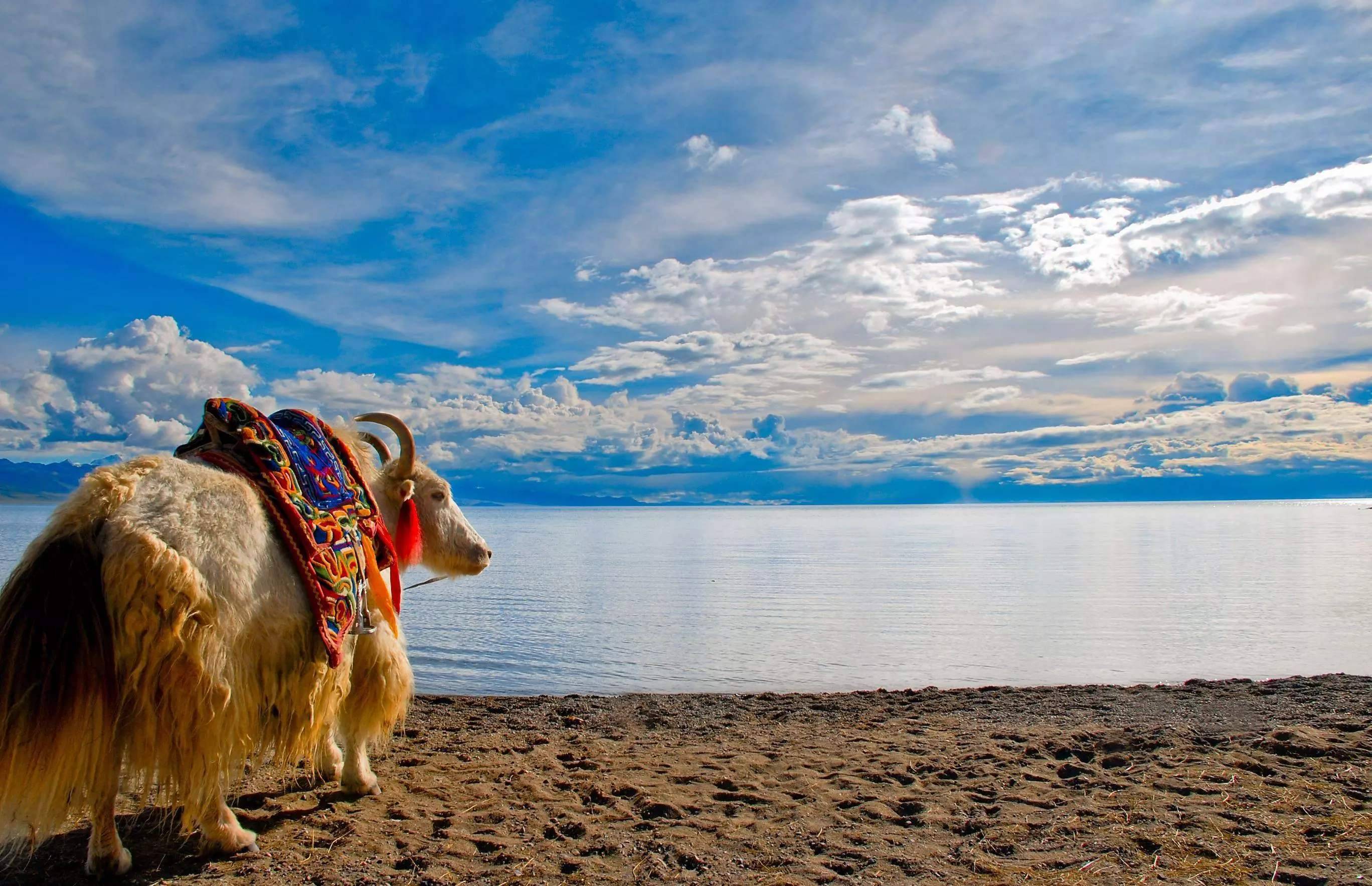 一家三口去拉萨羊湖林芝旅游六天要多少钱 一家三口去西藏旅游六天要