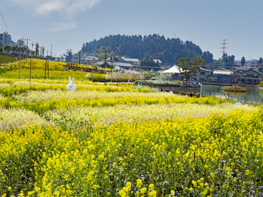 油菜花,桃花,蔷薇.大步踏进春天_高坡村_乡村_前锋村