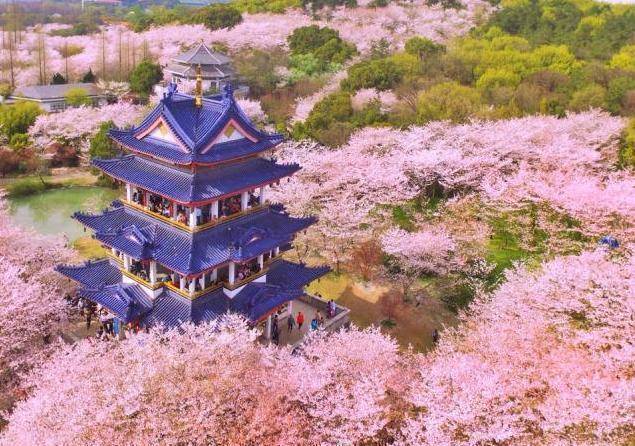 我国"最委屈"的城市,樱花盛开无人赏,gdp超万亿却非新一线_太湖_无锡
