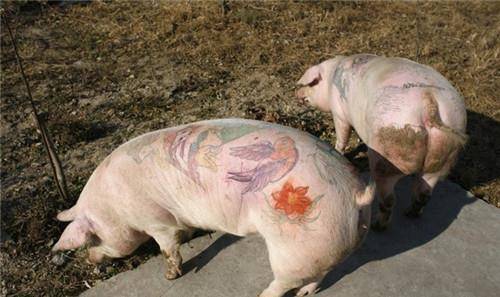 他在猪身上纹身,被香奈儿买走后做成了2个限量版包包,赚了50万_维姆