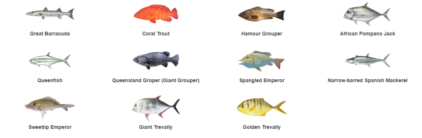 barracuda(great) 巨型大梭鱼,coral trout 珊瑚鳟鱼,hamour grouper