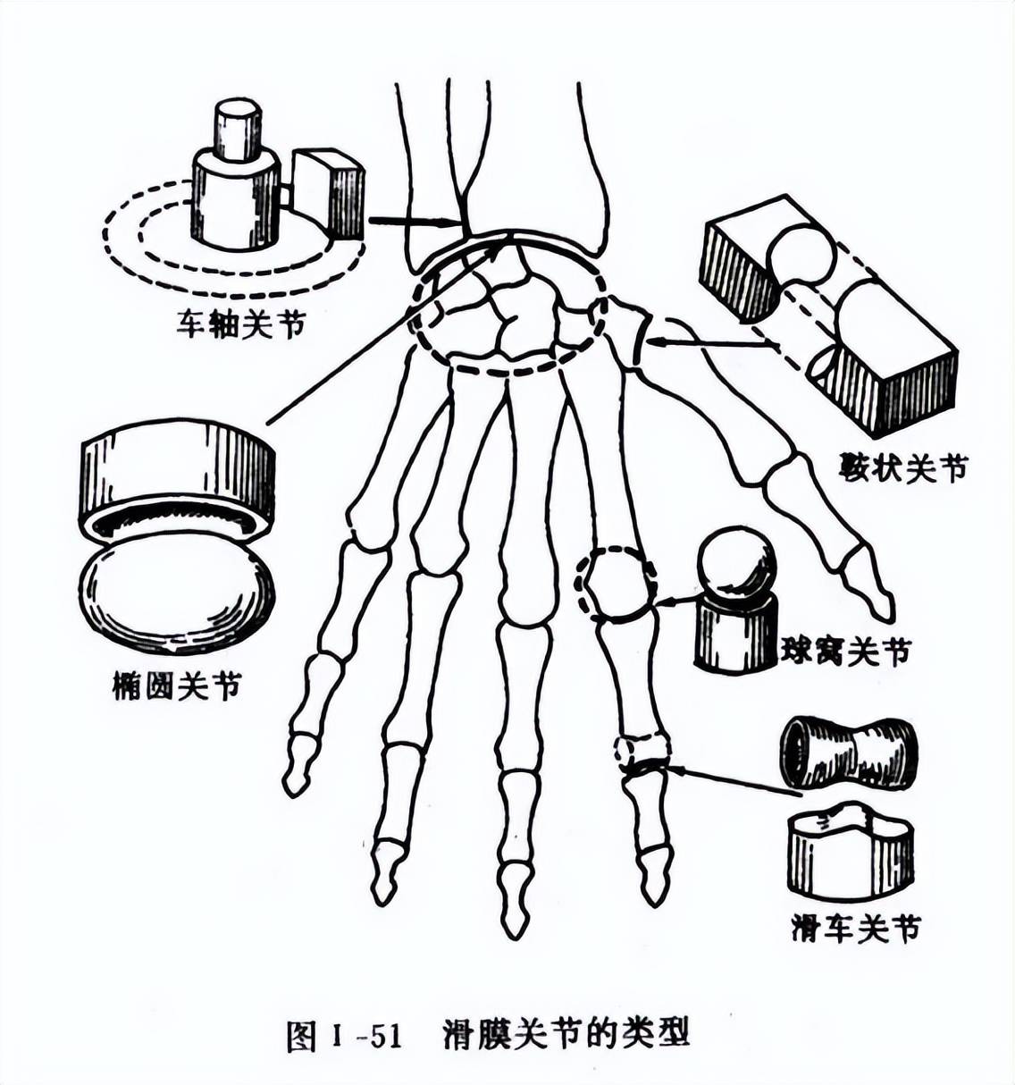 原创人类祖先被当点心吃了5亿年凭啥攻击性的器官逆天改命