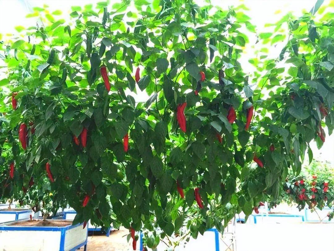 辣椒竟可以长成辣椒树?_植物_环境_进化