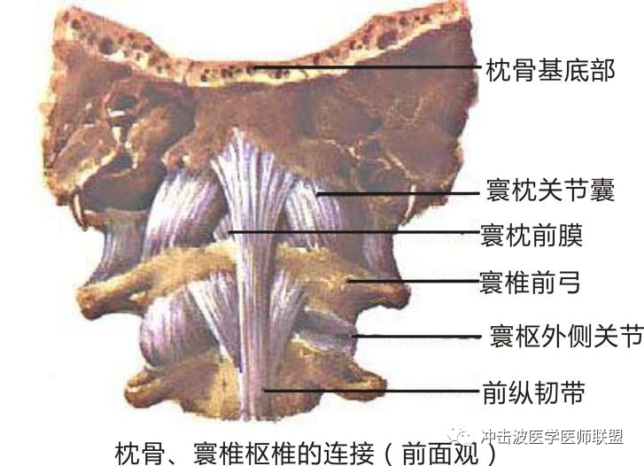 内热针治疗颈部疼痛的相关解剖分析