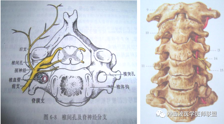 "内热针治疗"颈部疼痛的相关解剖分析_关节_韧带_颈椎