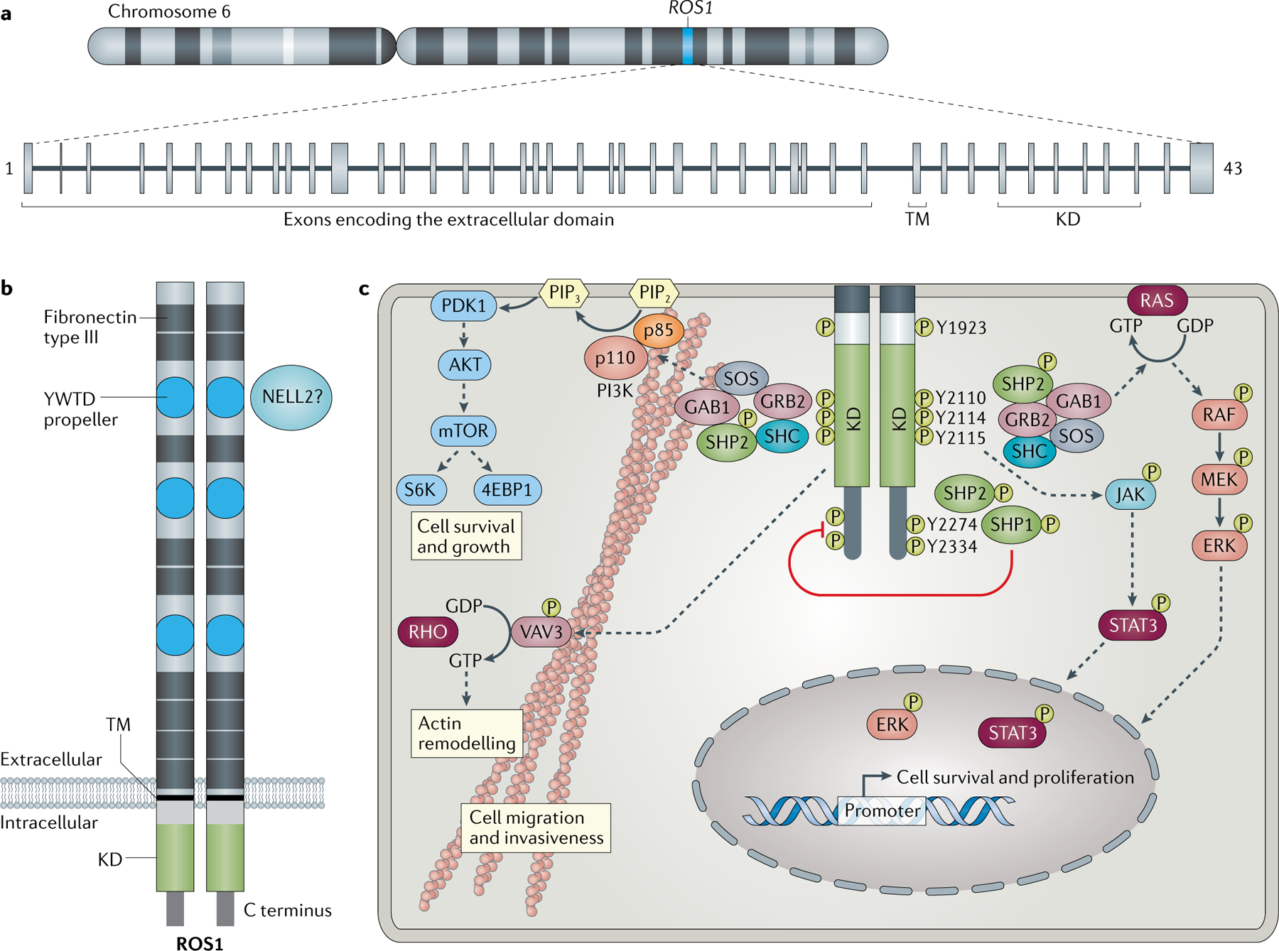 新型ros1抑制剂获美fda认定!非小细胞肺癌患者的福音_治疗_融合_反应