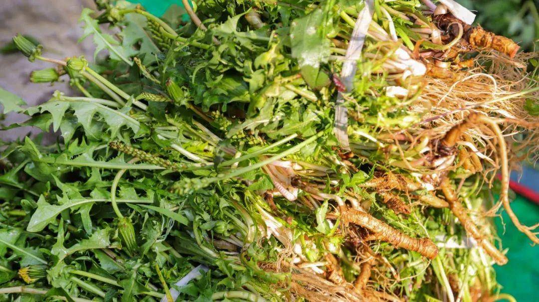 云南香椿种植基地联系电话号码