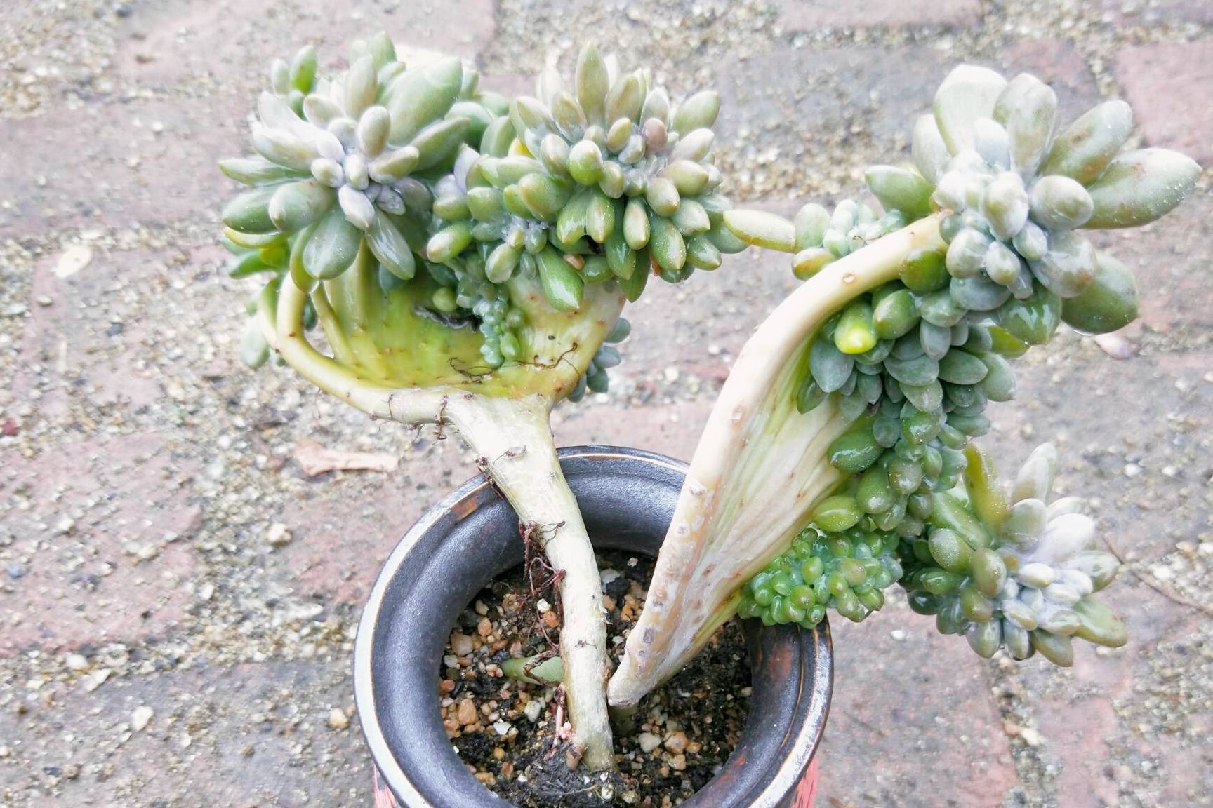 原创多肉缀化博人眼球醉美人缀化畸形生长造型独特