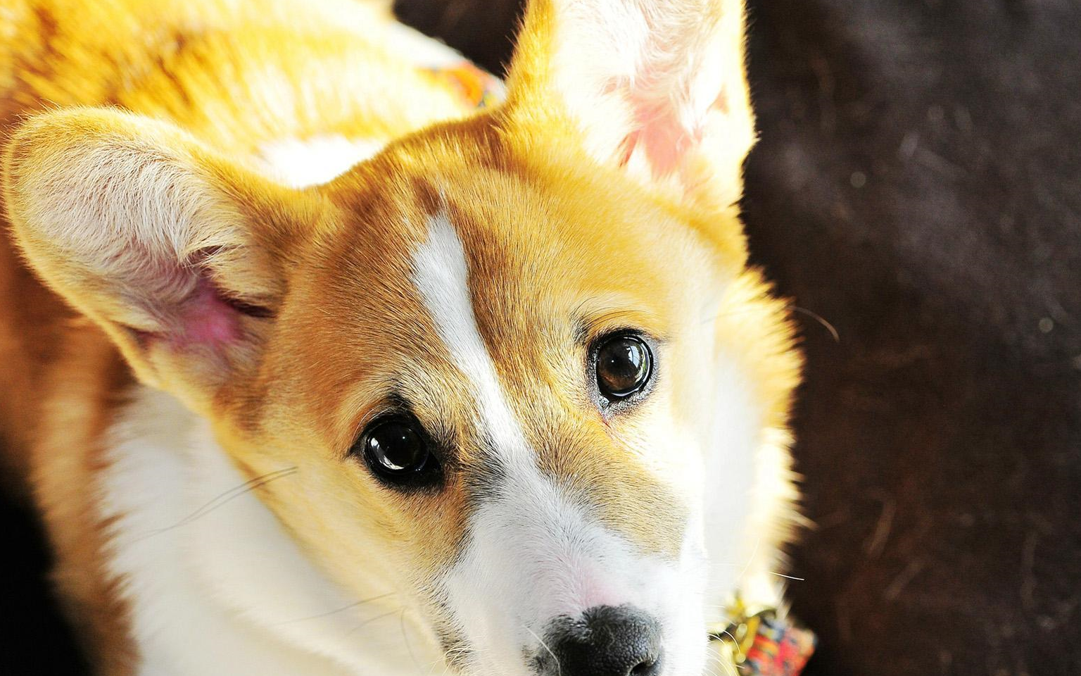 我和大狗的日常,更多的时候是陪伴_老爷子_房东_时间