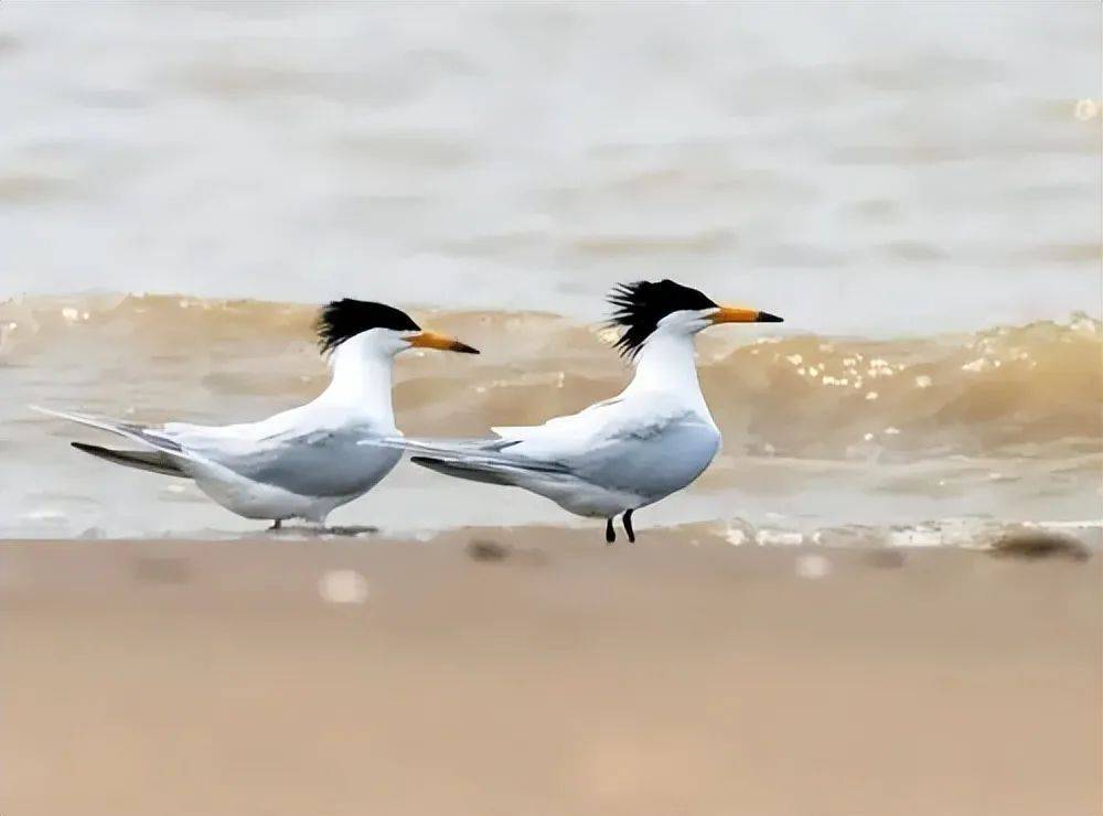 福建惊现神话之鸟!默默观察中华凤头燕鸥的繁殖奇迹_巢穴_保护_悬崖