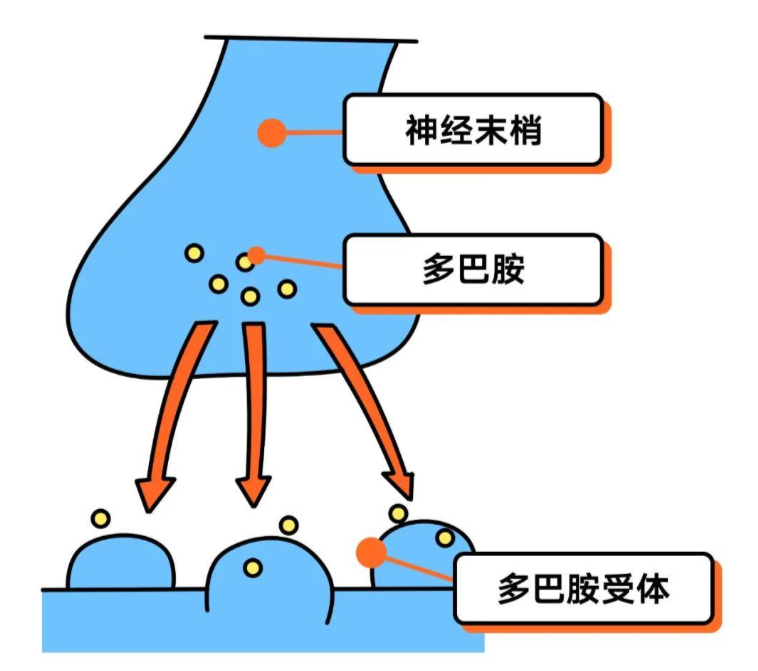 研究表明,多巴胺的分泌量与帕金森病的症状缓解有着密切的关系.