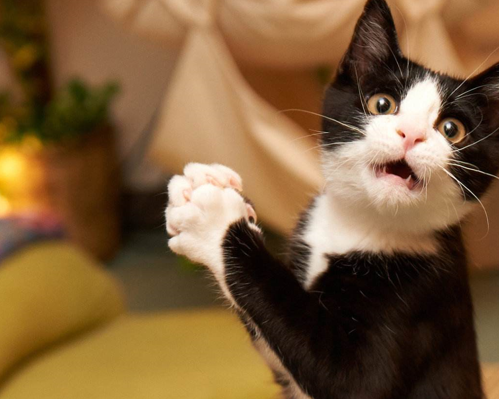 小猫_记号_猫咪