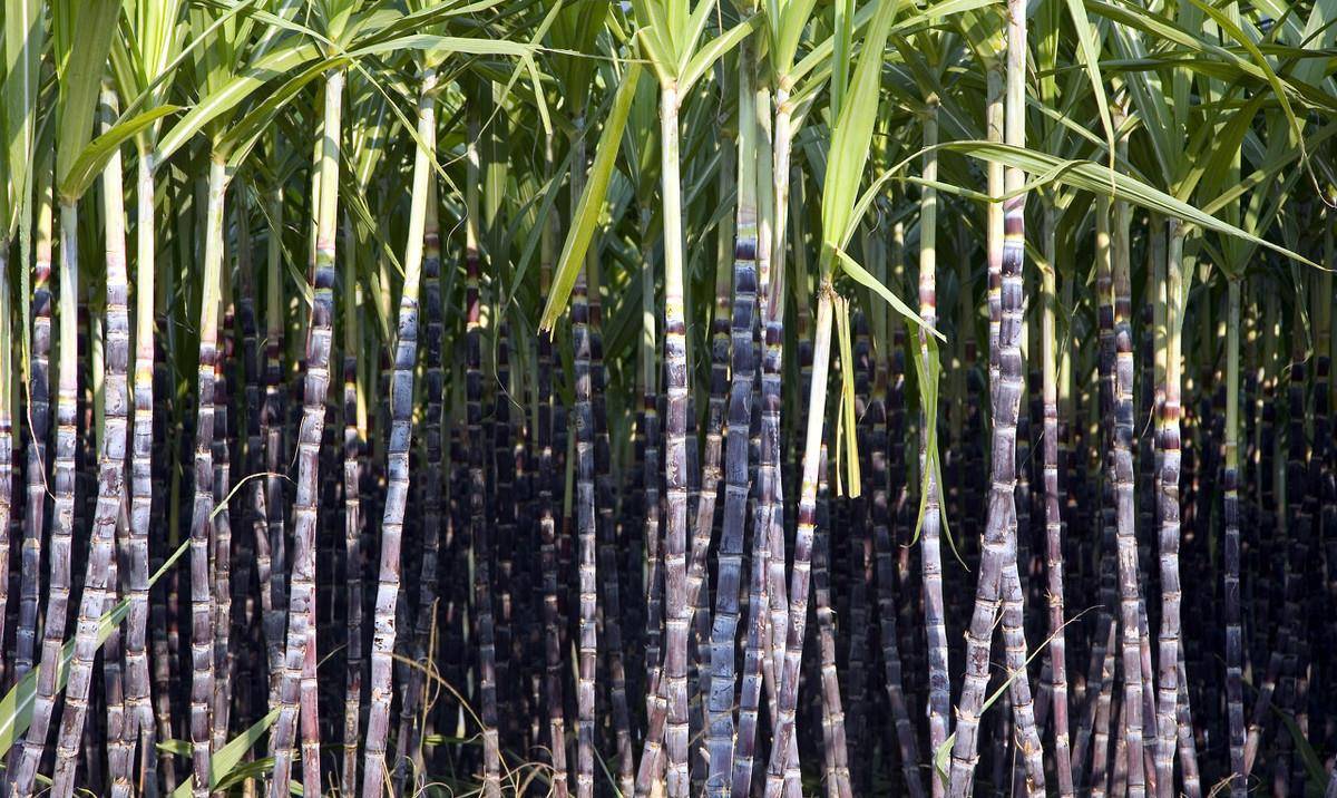 唐代人为了吃上更好的白糖,竟然在印度进行了一场战争_石蜜_甘蔗_制糖