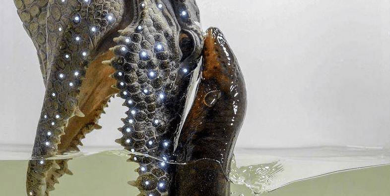 老外将食人鱼饿了数天,刚把电鳗放进去,场面顿时无法控制_测试_结果