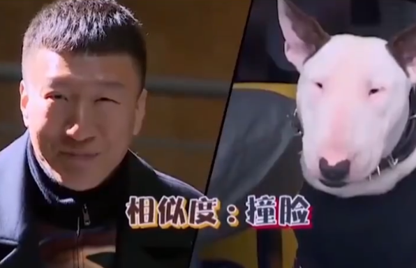 也许是因为前有"黄渤认狗",然后"孙红雷长相似牛头梗"这个玩笑,像风一