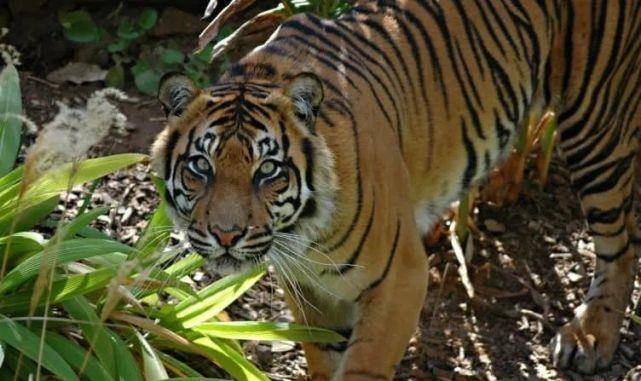 世界上最小的老虎,苏门答腊虎_人类_条纹_长度