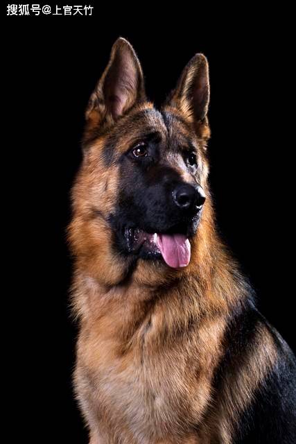 恶犬咬人怨人还是怨犬,说说我三十多年前见到的处理办法_大姐_狼狗