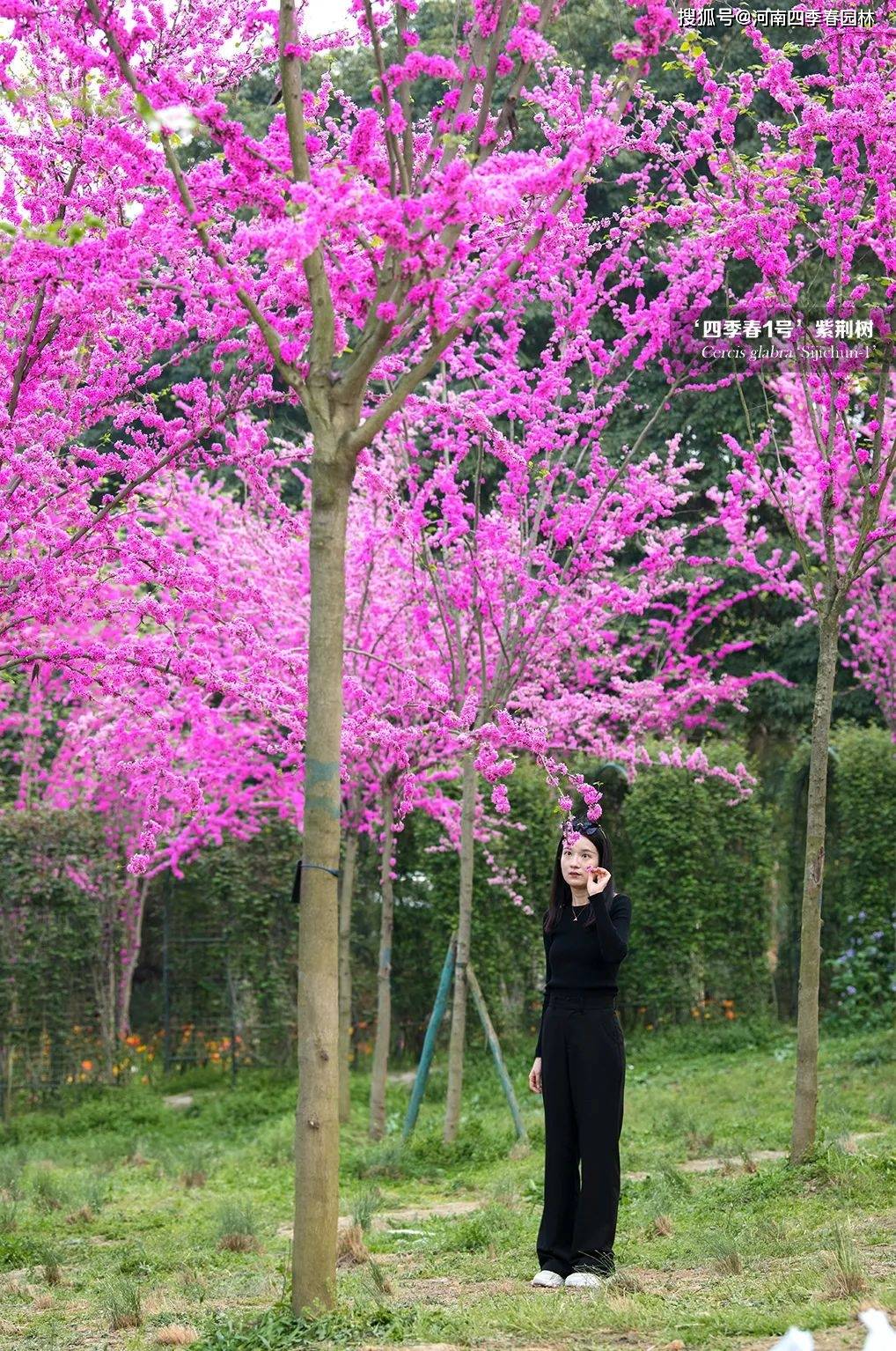 [实时]云南昆明首批开花的四季春1号紫荆树!