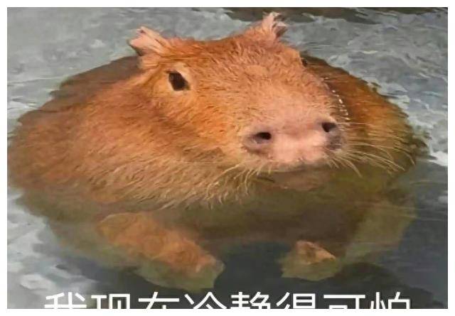 听着身边的浓人冲着综艺节目说个狗血喷头,淡人这才略一点头确实,好蠢