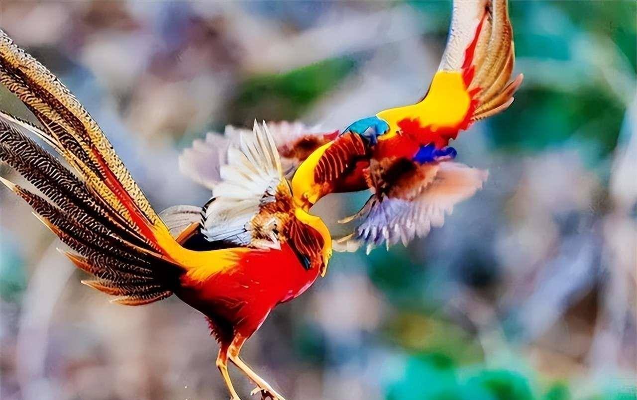 原创山西老人误把濒危物种当凤凰养四年两只变四十只网友该嘉奖