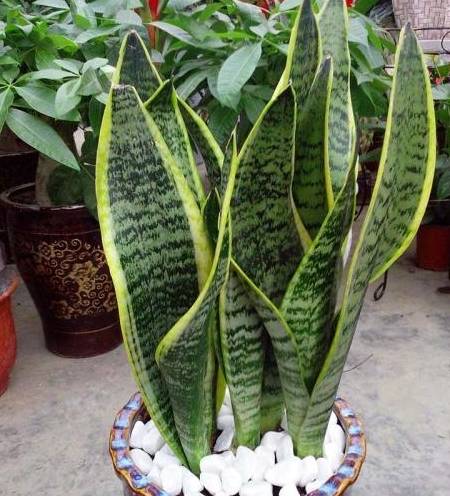 原创虎皮兰也爱喝小酒兑水浇盆里土壤营养足疯长2米高