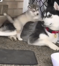 原创作为上帝创造狼时打的草稿哈士奇的搞笑本领是与生俱来的