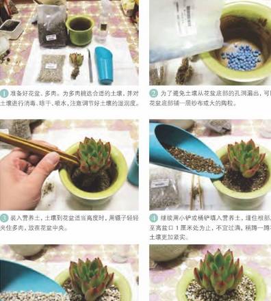 原创小编教你懒人养多肉的简单方法准能越养越好